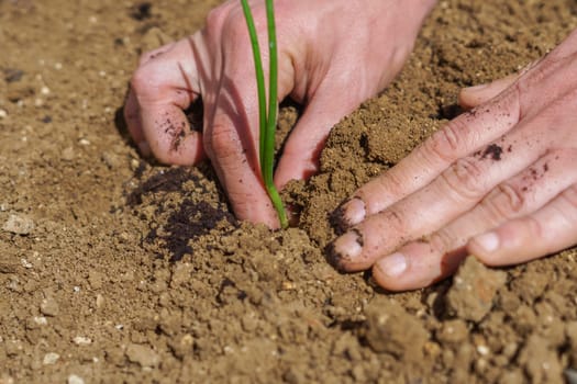 close-up of a man's hands planting onions in his organic vegetable garden