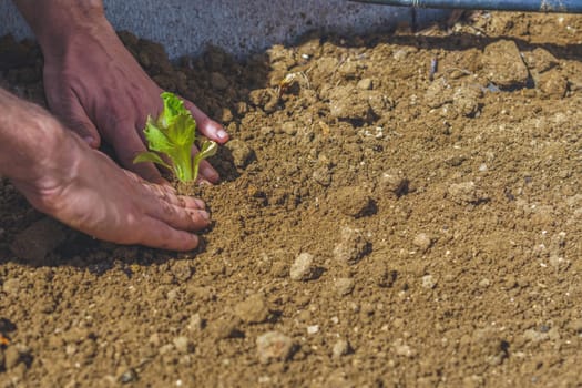 close-up of a man's hands planting lettuce in an organic garden