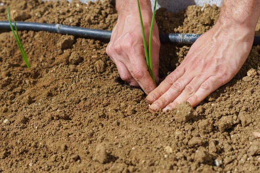 close-up of a man's hands planting onions in his organic vegetable garden