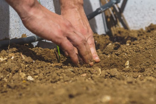 close-up of a man's hands planting onions in his organic vegetable garden