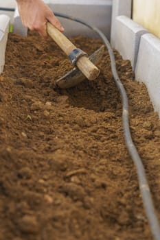 farmer digging the soil with a hoe in his organic vegetable garden with drip irrigation system