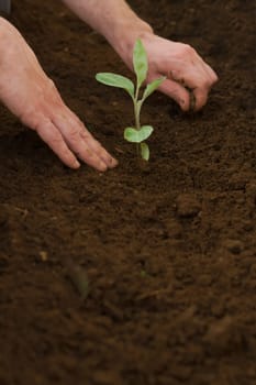 close-up of the hands of a farmer planting a small cucumber plant in an organic vegetable garden