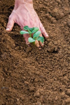 close-up of the hands of a farmer planting a small cucumber plant in an organic vegetable garden