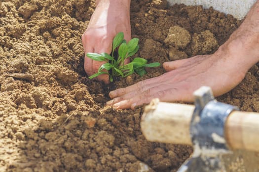 close-up of a farmer's hands planting a small spinach plant in an organic vegetable garden with a hoe