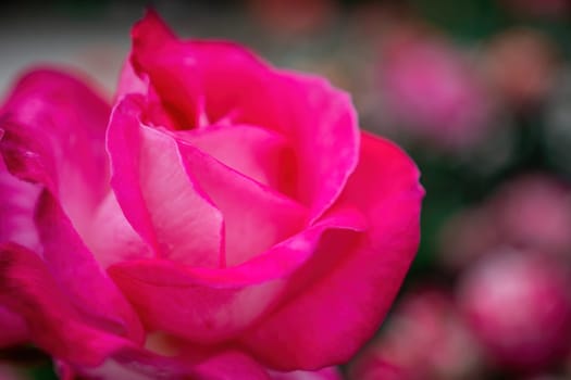 Beautiful Rose and Rosebuds in Rose Garden, Close Up, Selective Focus