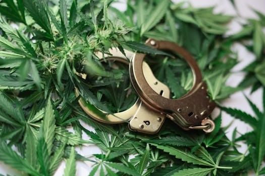 Handcuffs lying on leaves and buds of marijuana closeup. Criminal punishment for distribution and possession of drugs concept