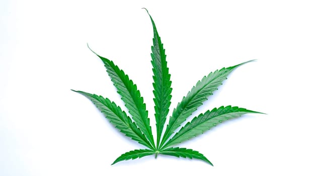 Green leaf of narcotic marijuana isolated on white background closeup. Hemp-based cosmetics concept