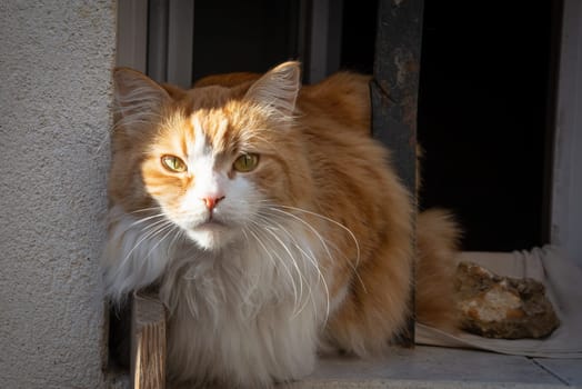 An orange and white cat sit on the window under the winter sun in Provence, South of France