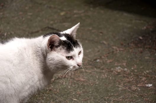 Closeup shot of a white cat with black head and green eyes in Essen, Germany