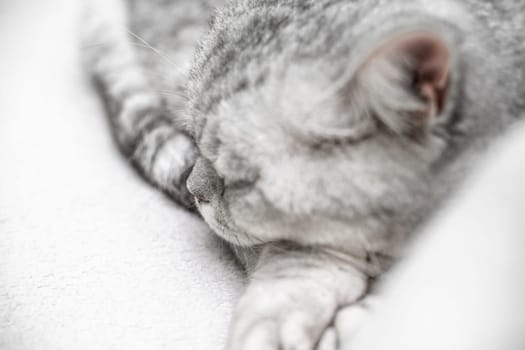 scottish straight cat is sleeping. Close-up of the muzzle of a sleeping cat with closed eyes. Against the backdrop of a light blanket. Favorite pets, cat food