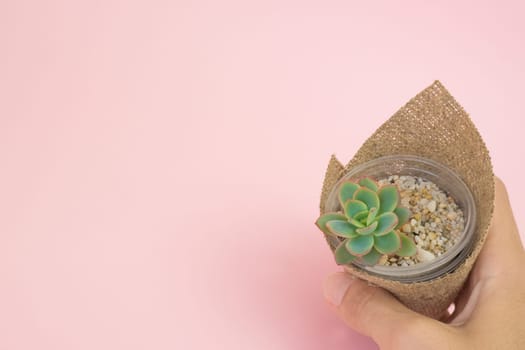 A woman's hand holds an Echeveria Luella succulent in a pot, wrapped in burlap on a pink pastel background.