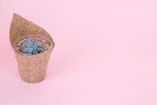Small succulent Echeveria Apusin a pot and wrapped in burlap on a pink pastel background