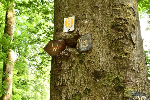 Hiking signpost rusted and grown into a tree