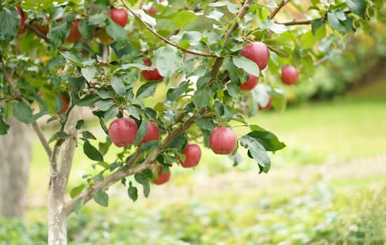 Autumn day. Garden. In the frame ripe red apples on a tree. apples ready for harvest in the apple plantation ripe red apples