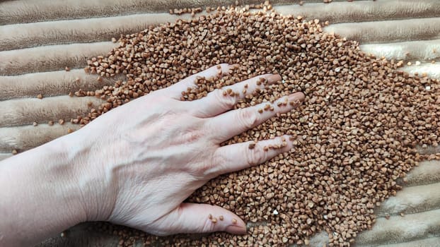 Brown buckwheat groats and hand of woman in it. Food for background and texture. Product and food that can be stored for long time. Partial focus