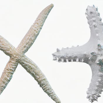 Two lovely white starfish, isolated on white with soft shadow. Great detail and texture. two different types of white starfish isolated over a white background, ocean, sea, beach, summer vacation design element, flat lay. image