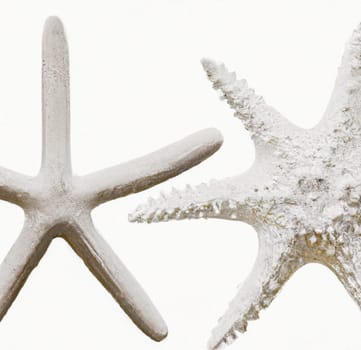 Two lovely white starfish, isolated on white with soft shadow. Great detail and texture. two different types of white starfish isolated over a white background, ocean, sea, beach, summer vacation design element, flat lay. image