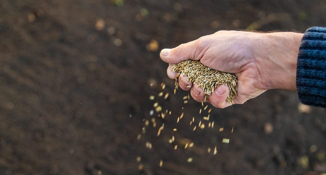 Male gardener sows lawn grass. Selective focus. Nature.