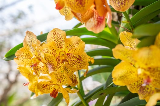 Yellow Phalaenopsis orchid in garden