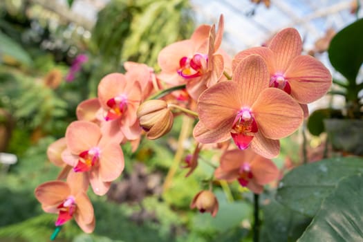 Orange Phalaenopsis Orchid flower house plant. Floral background. Selective close-up focus.