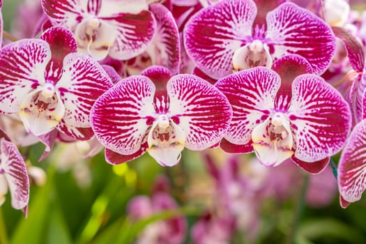 Branch of orchid phalaenopsis in garden. Violet orchids flower.