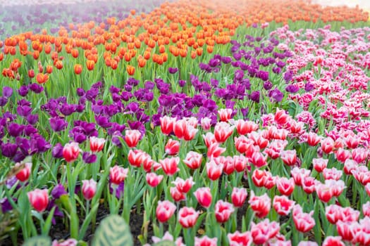 Garden field with tulips of various bright rainbow color petals, beautiful bouquet of colors in daylight in ornamental garden
