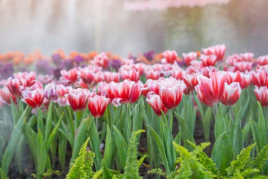 Red tulips in the park. show in Flower festival Chiang Mai., Thailand