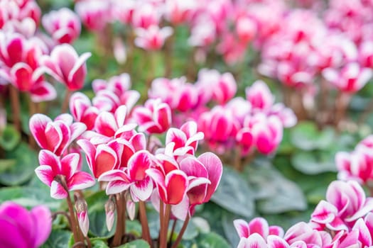 Cyclamen flowers in garden