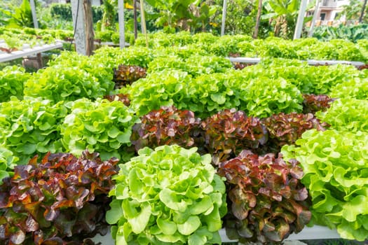 Hydroponics vegetables Green oak lettuce growing in plastic pipes at Smart farms with hydroponics systems