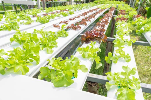 Hydroponics vegetables Green oak lettuce growing in plastic pipes at Smart farms with hydroponics systems