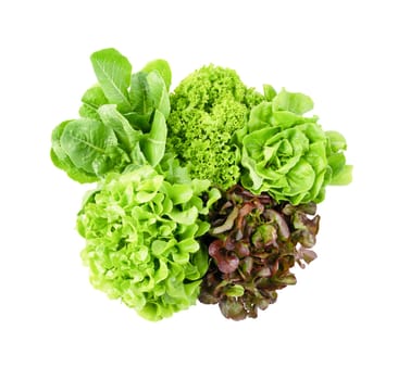 Fresh Romaine Lettuce , Cos Lettuce, Red and Green Oakleaf lettuce Vegetable salad isolated on white background.
