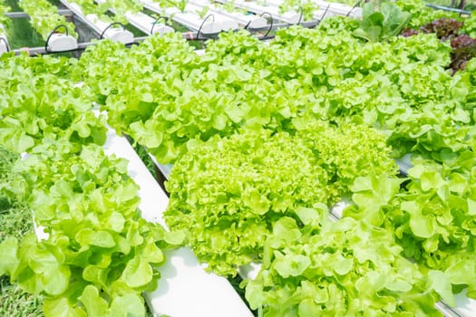 Hydroponics vegetables Green oak lettuce growing in plastic pipes at Smart farms with hydroponics systems