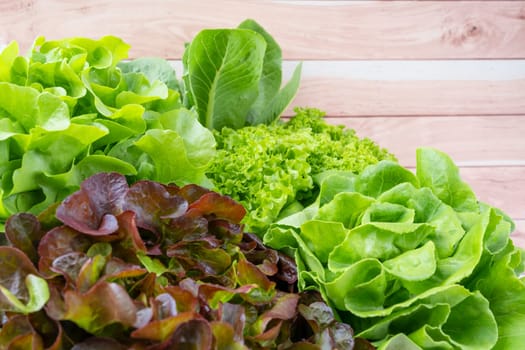 Group of Hydroponic vegetables on wooden background. Green butter head, Red Oak, Green Oak, Green coral and Green cos Lettuce.