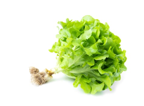 Oak leaf lettuce with roots isolated on white background.