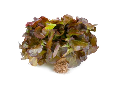 Red oak leaf lettuce with roots isolated on white background.