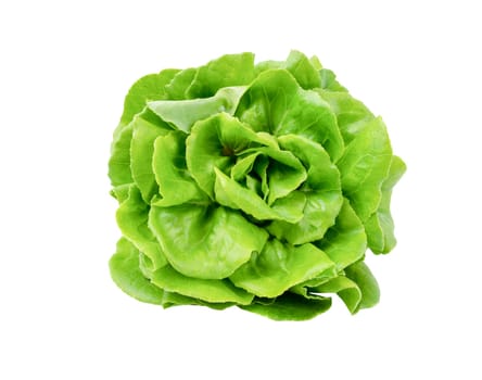 Freshness butterhead lettuce isolated on white background