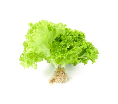 Freshness Lettuce Coral isolated on white background.
