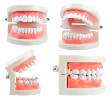 Set of teeth model with red gum on white background, Save clipping path. Oral cavity care concept. frontview, side view.