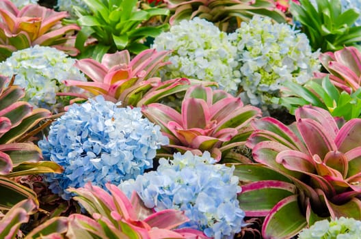 blue hydrangeas summer in the garden.