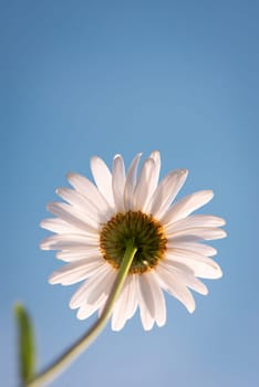 Unusual point of view on the chamomile flower growing in the field under bright blue sky