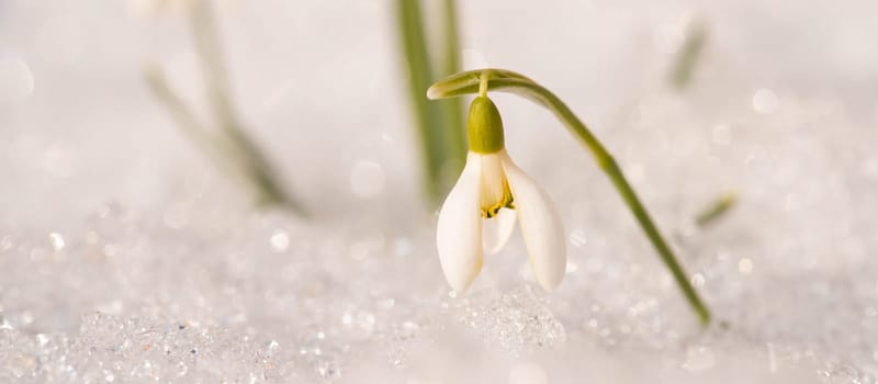 White bright snowdrop flower covered with last snow