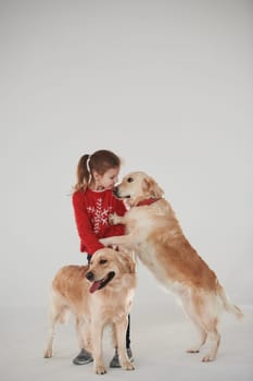 Little girl is with two Golden retrievers in the studio against white background.