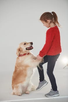 Little girl is with cute Golden retriever in the studio against white background.