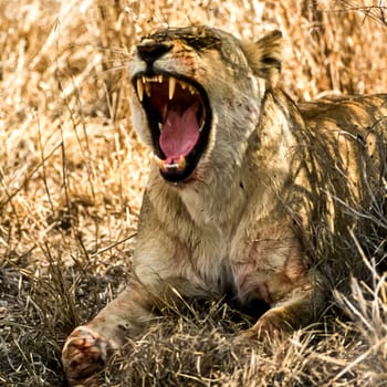 Lion, (Panthera leo), Kruger National Park, Mpumalanga, South Africa, Africa
