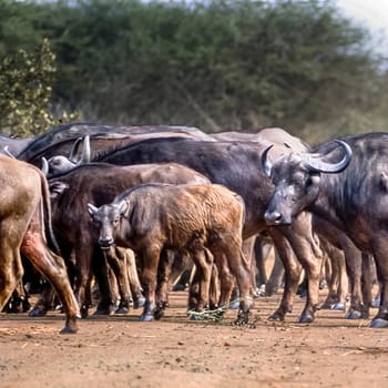 Buffalo, (Syncerus caffer), Kruger National Park, Mpumalanga, South Africa, Africa