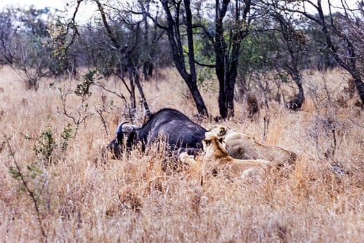Lion, (Panthera leo), Kwa Mbili, Mpumalanga, South Africa, Africa