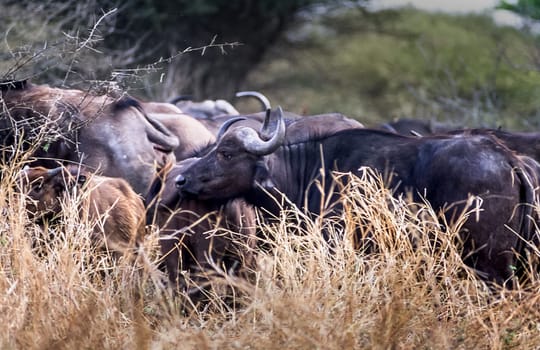 Buffalo, (Syncerus caffer), Kruger National Park, Mpumalanga, South Africa, Africa