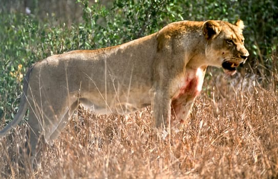 Lion, (Panthera leo), Kruger National Park, Mpumalanga, South Africa, Africa