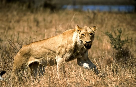 Lion, (Panthera leo), Kruger National Park, Mpumalanga, South Africa, Africa