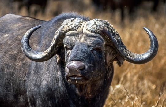 Buffalo, (Syncerus caffer), Kruger National Park, Mpumalanga, South Africa, Africa